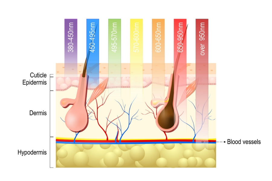 The layers of the skin